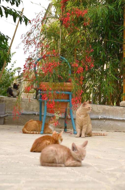 Faith'S Stone House Konuk evi Simou Dış mekan fotoğraf
